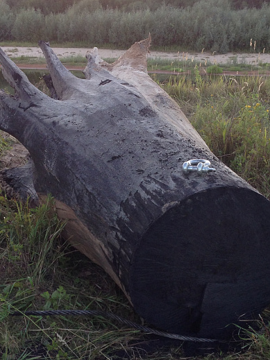 Продается разрешительная документация, позволяющая добывать морёный дуб в Рязанской области.